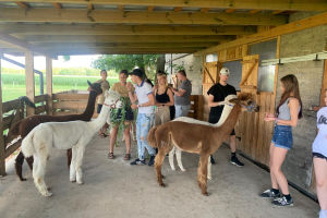 grupa młodzieży z alpakami