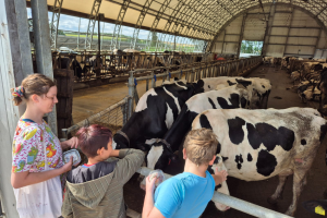 dzieci stoją przy krowach