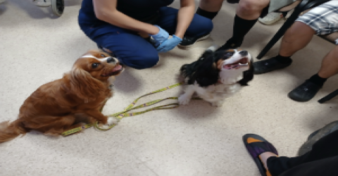 Zajęcia kynoterapii oraz ceramiczne dla podopiecznych